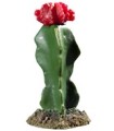 Cactus  fleur rouge 19 CM  modèle [CAC2108]