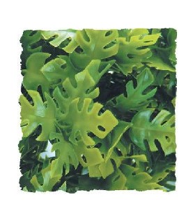 ZM Plante Large Amazonian Phyllo  [BU-31]