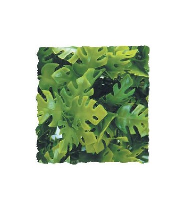 ZM Plante Medium Amazonian Phyllo  [BU-21]