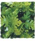 ZM Plante Small Amazonian Phyllo  [BU-11]