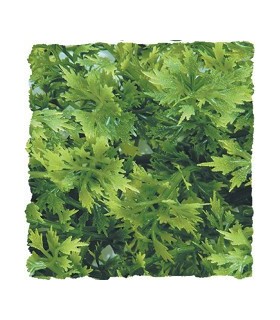 ZM Plante Small Australian Maple  [BU-14]