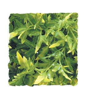 ZM Plante Large Bolivian Croton  [BU-35]