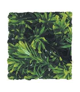 ZM Plante Medium Borneo Star  [BU-27]