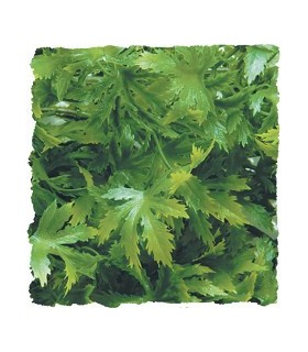 ZM Plante Medium Canabis  [BU-26]