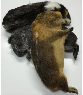 CONGELE - CAVIA  DE +/- 100 À 200GRS (PIÈCE)