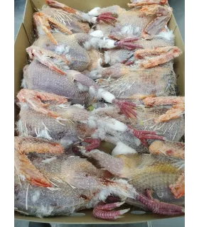 CONGELE - PIGEON ADULTE SANS PLUME + VISCÈRES (BOITE +/- 6KG)