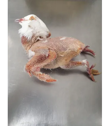 CONGELE - PIGEON ADULTE SANS PLUME + VISCÈRES (BOITE +/- 6KG)