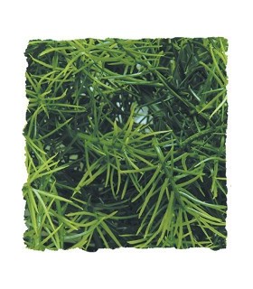 ZM Plante Small Cashuarina  [BU-18]