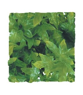 ZM Plante Large Congo Ivy  [BU-32]