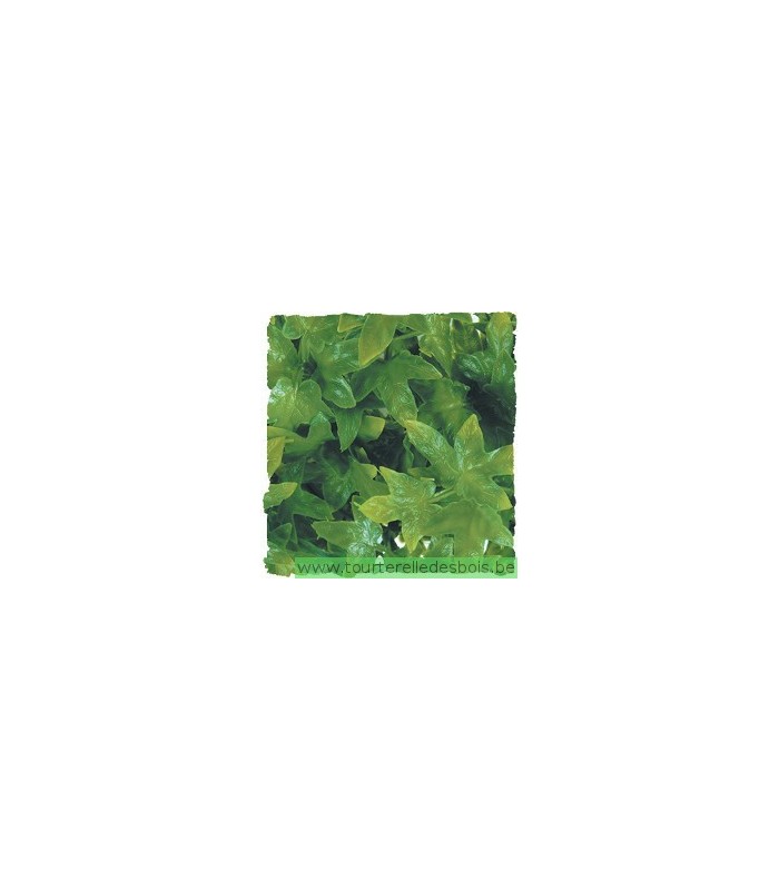 ZM Plante Medium Congo Ivy  [BU-22]