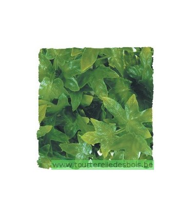 ZM Plante Small Congo Ivy  [BU-12]