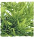 ZM Plante Large Madagascar Bamboo  [BU-39]