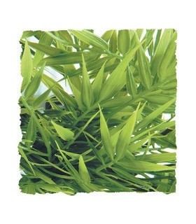 ZM Plante Medium Madagascar Bamboo   [BU-29]