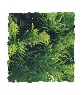 ZM Plante Medium Malaysian Fem  [BU-23]