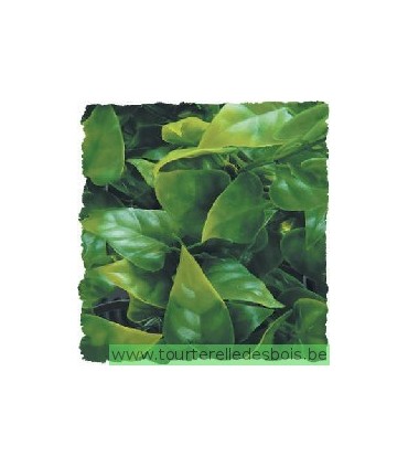 ZM Plante Large Mexican Phyllo  [BU-30]