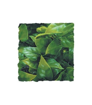 ZM Plante Medium Mexican Phyllo  [BU-20]