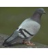 CONGELE - Pigeon (15 par boîte)