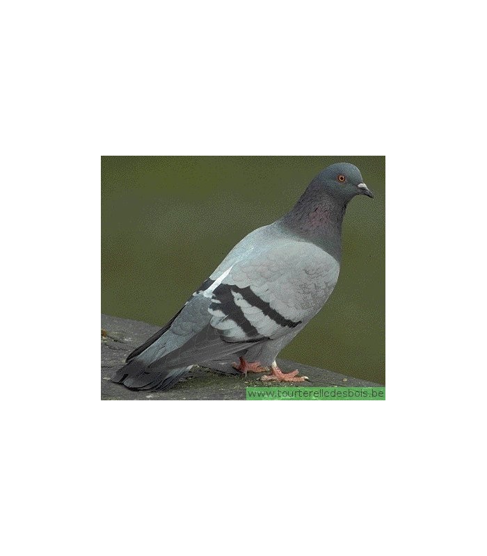 CONGELE - Pigeon (15 par boîte)