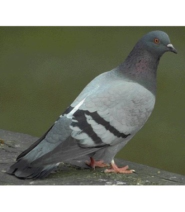 CONGELE - Pigeon (15 par boîte)