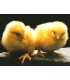 CONGELE - Poussin (10 Kg)