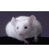 Souris blanche