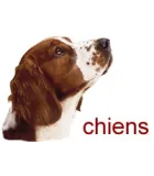 Chiens