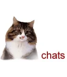 CHAT