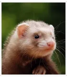 Furet