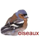 Oiseaux