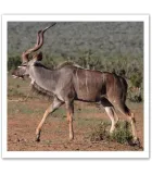 Nourriture des animaux de la brousse