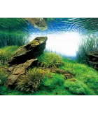 AQUASCAPING