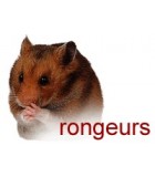 Rongeurs