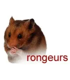 Rongeurs