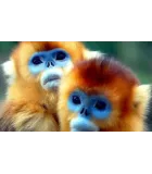 PRIMATES