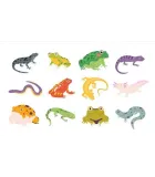 SPECIAL AMPHIBIENS